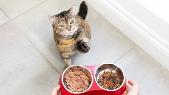 Product Listing Hero Cat Food